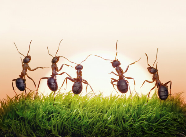 草地上跳舞的蚂蚁图片
