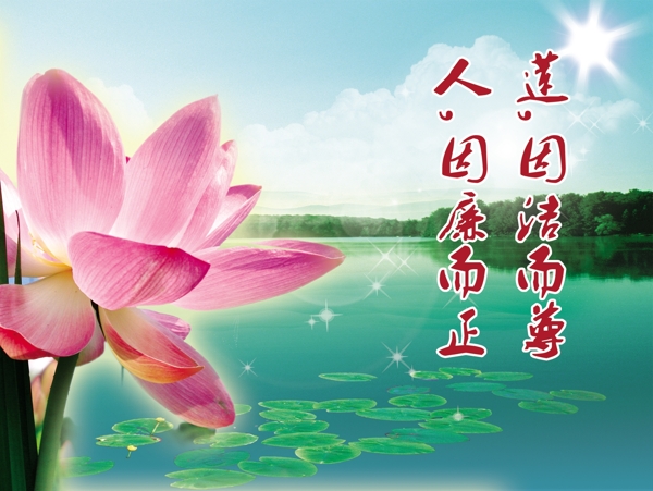 荷花圖片