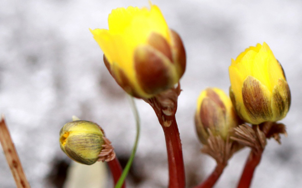 位圖植物花朵寫實(shí)花卉野花免費(fèi)素材