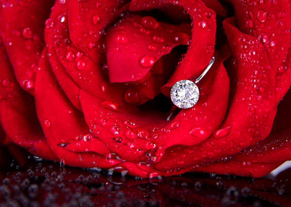 玫瑰花上的钻石戒指