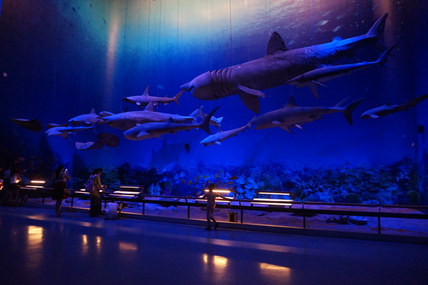 广州博物馆鲸鱼海底世界图片
