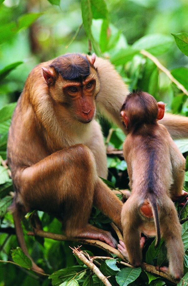 猿猴子动物猿科动物猿猿人猿类
