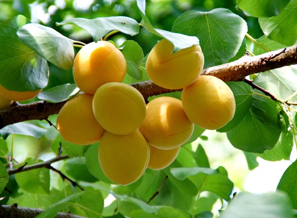 黄澄澄的杏子