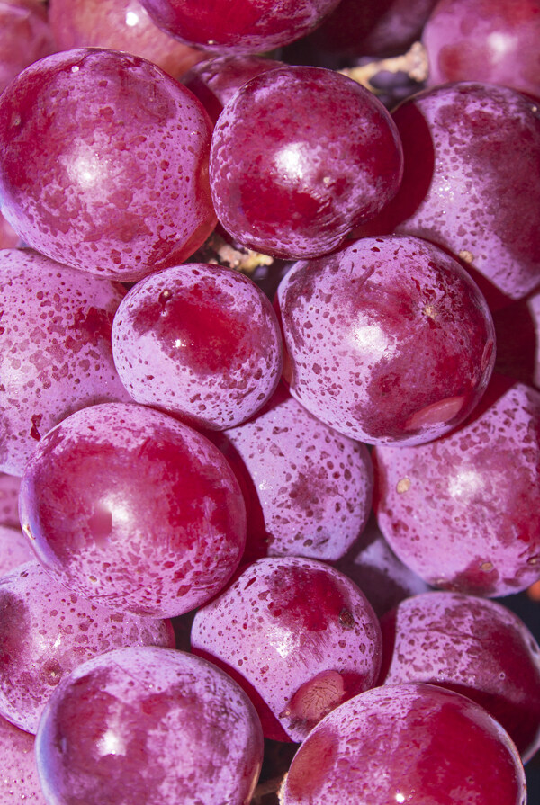 紫葡萄水果商业摄影