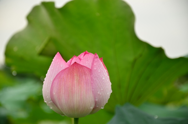 雨后荷花