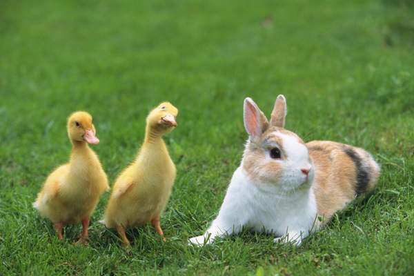 動物動物剪影動物圖片動物世界