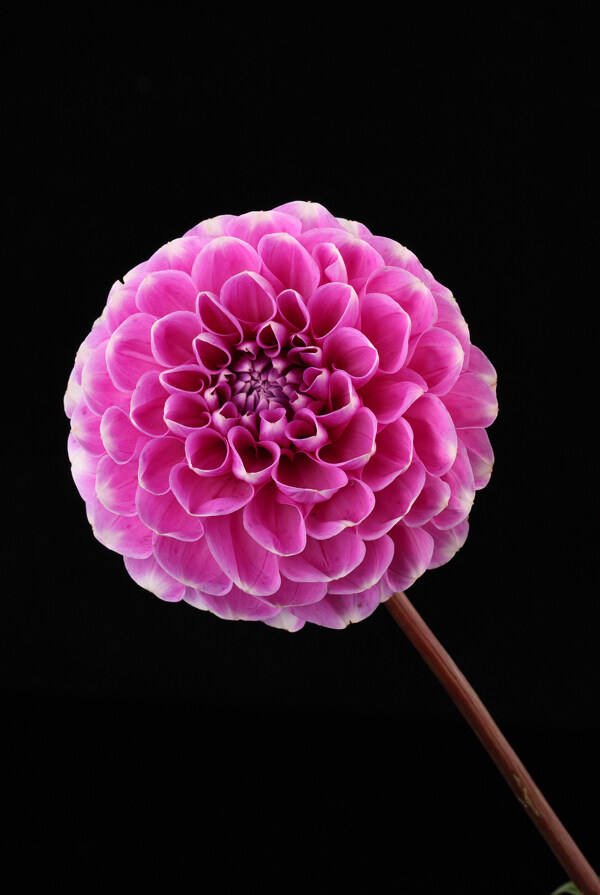 紫色鮮花攝影圖片