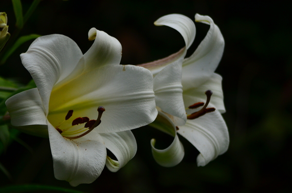 百合花