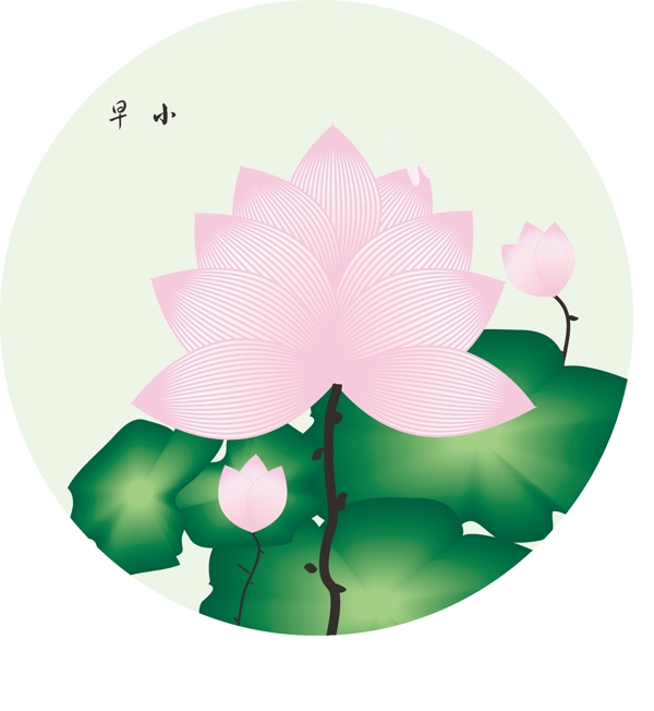 荷花圖片