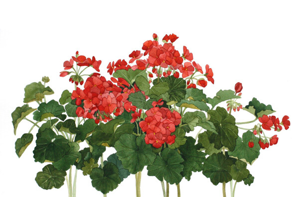 位圖植物寫意花卉花朵野花免費素材
