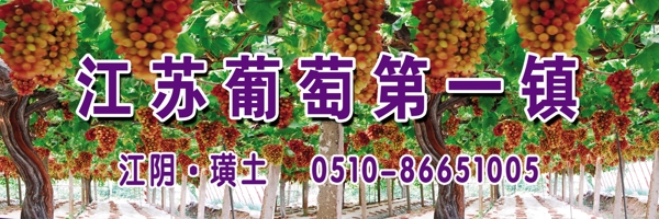 葡萄
