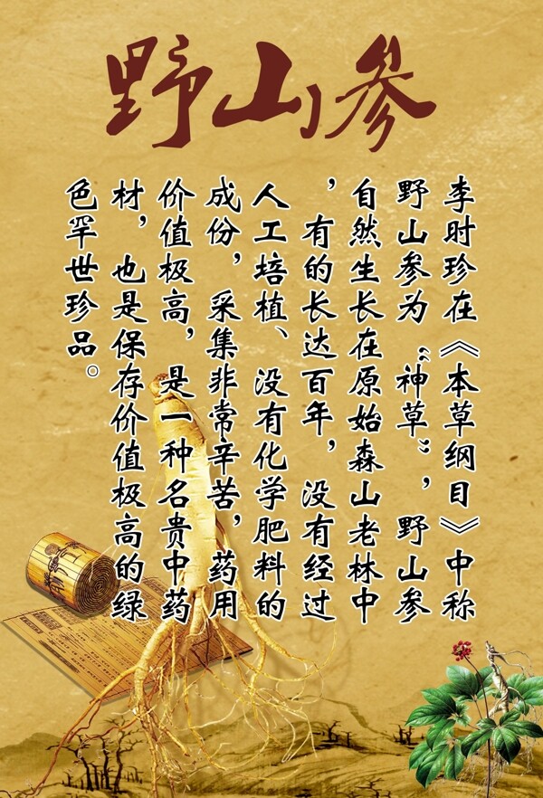 野山參