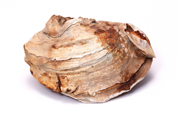 贝壳化石海底化石科普化石地质化石鱼类昆虫图片