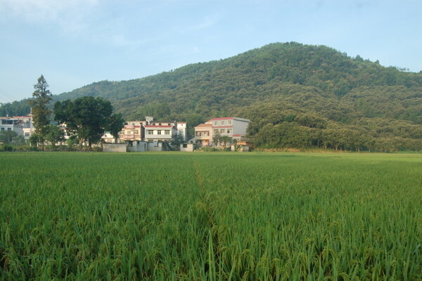 田園風(fēng)光