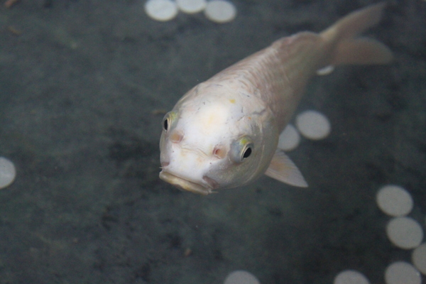 白色鯉魚圖片
