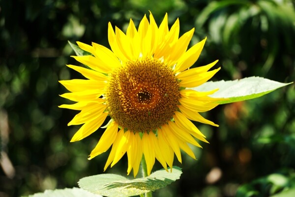 唯美黄色向日葵花图片
