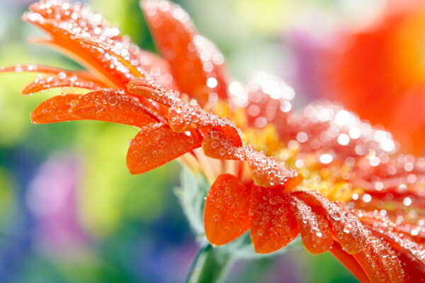 百日菊?qǐng)D片