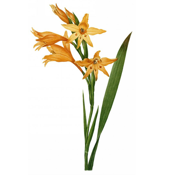 位圖寫實(shí)花卉藝術(shù)效果水彩花卉免費(fèi)素材