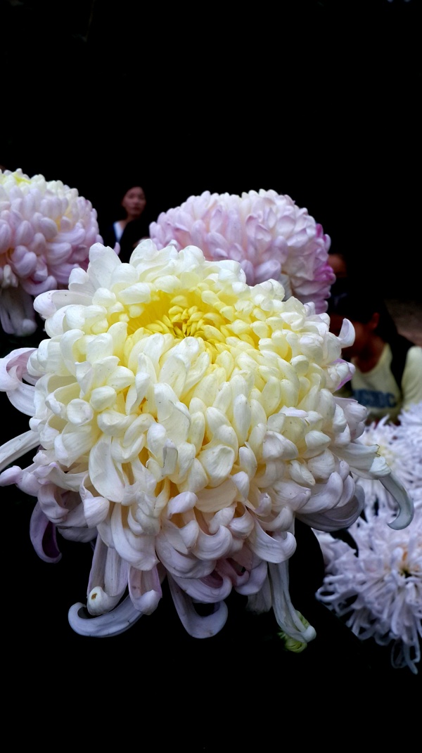 菊花白玉繡球