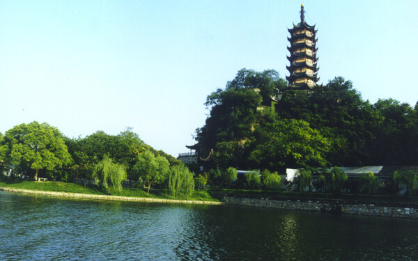 樹植物水風(fēng)景