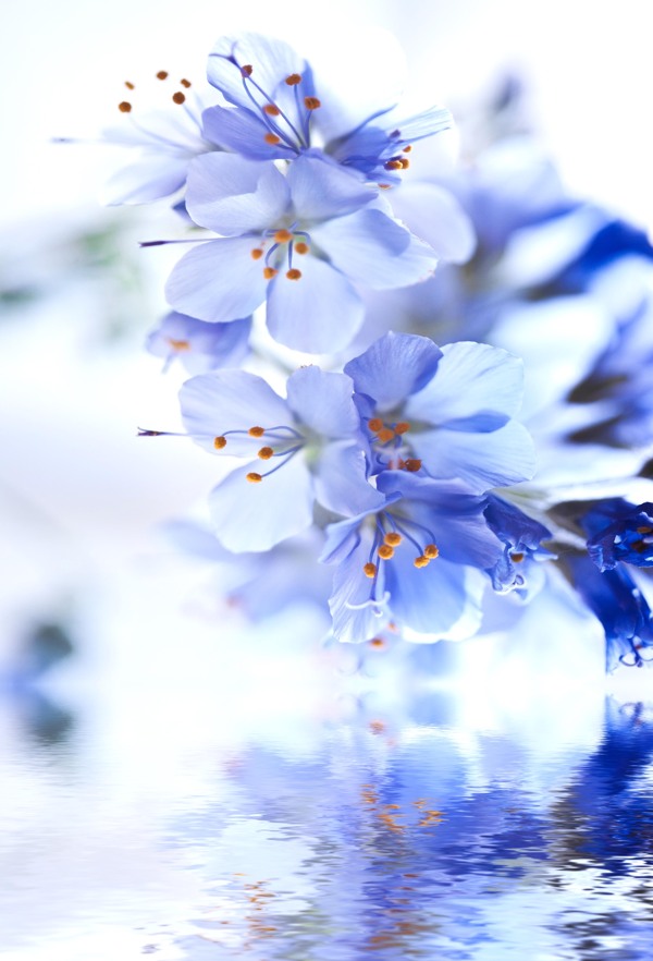 水中海棠圖片