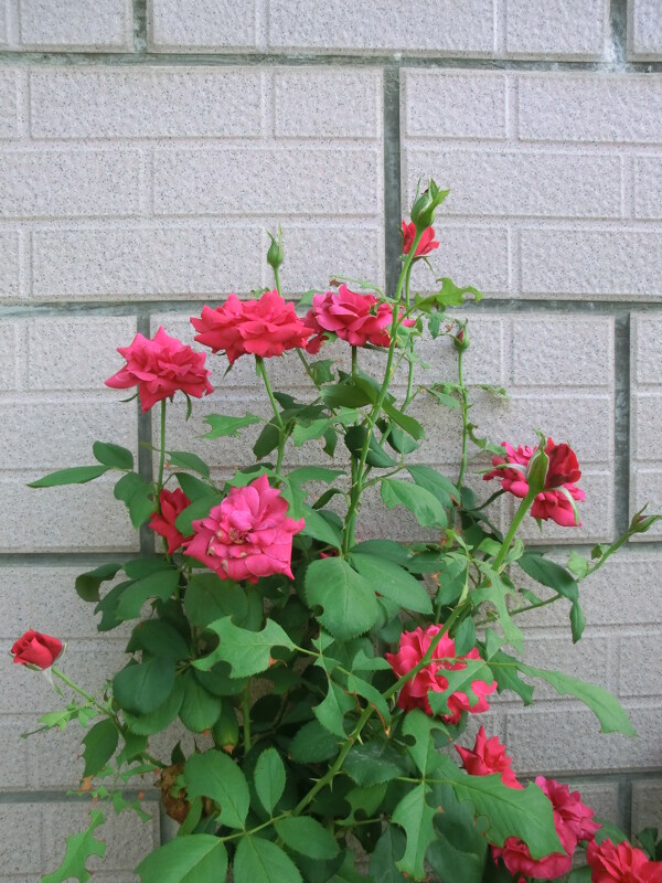 月季花圖片