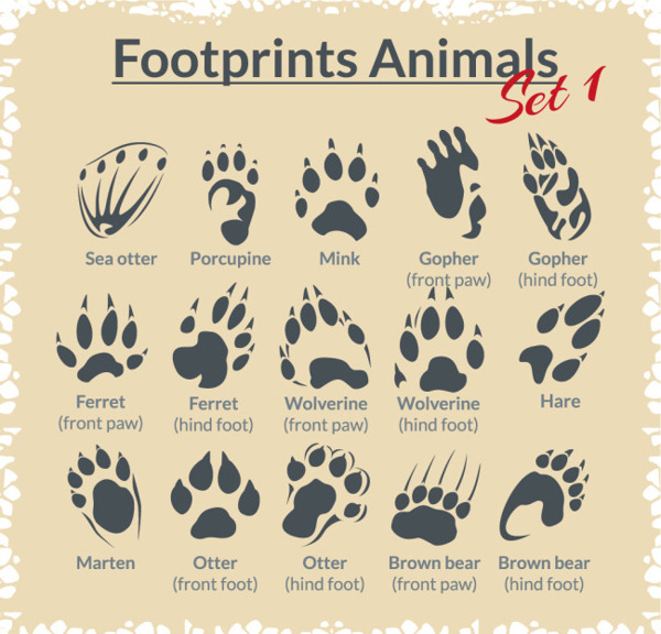 各种动物脚印设计矢量素材