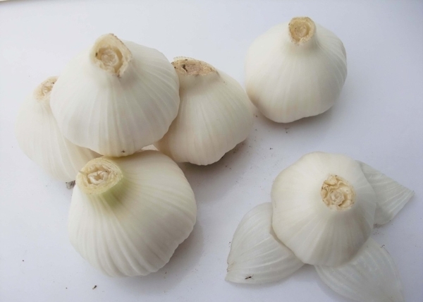 新大蒜圖片