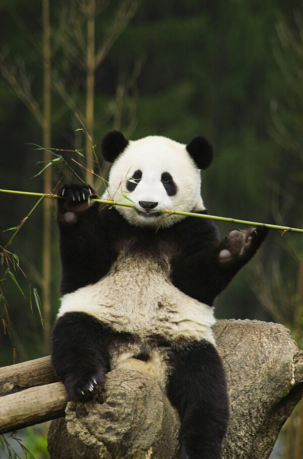 吃竹的大熊猫图片图片