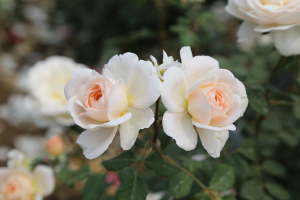 月季花圖片