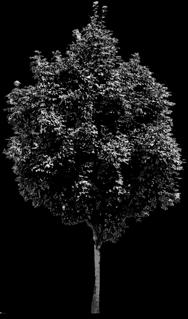 植物貼圖素材建筑裝飾JPG1817