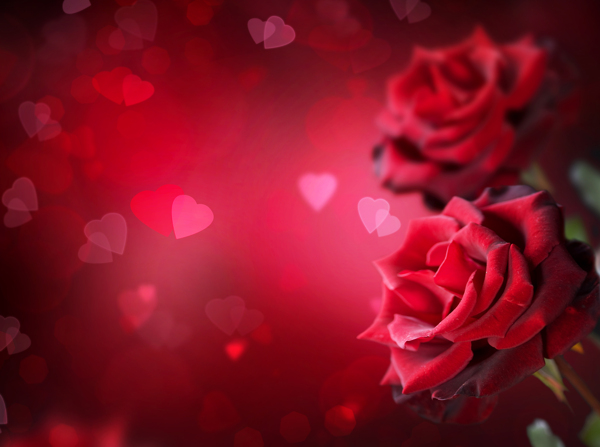 红玫瑰与心型背景图片