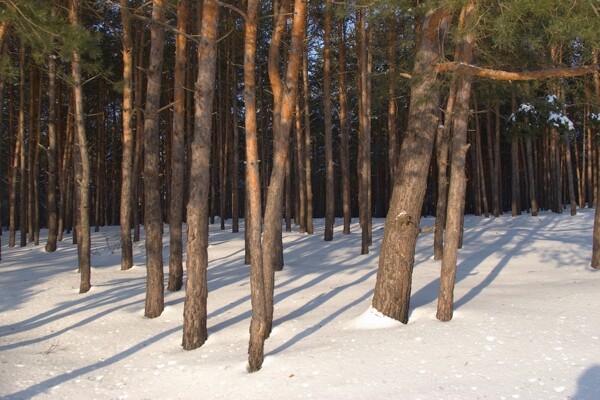 冬季树林美景