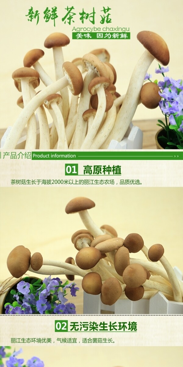 新鲜茶树菇淘宝详情页