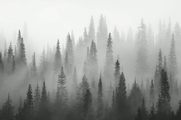 黑白素雅简约森林背景底纹素材