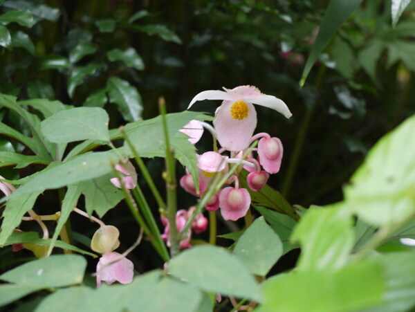 山花圖片
