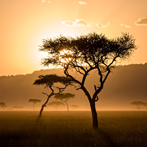 非洲草原风景