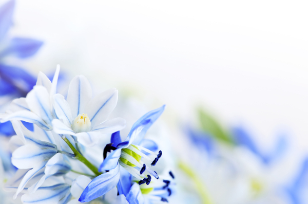 丁香花背景圖片