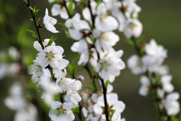 桃花圖片