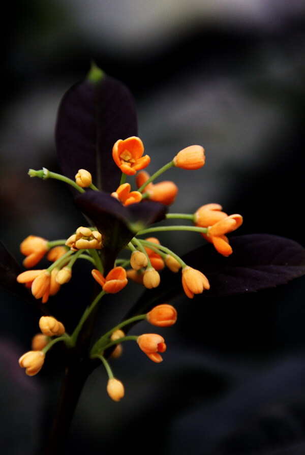 血色桂花圖片