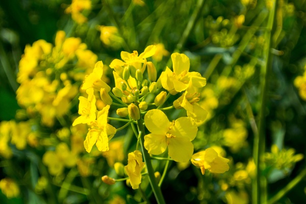 油菜花