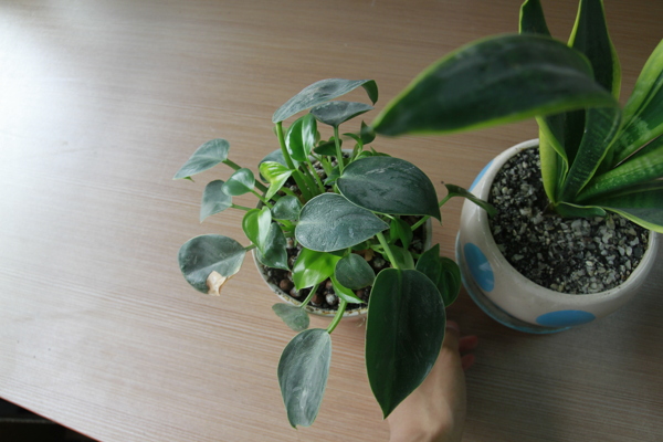 植物圖片