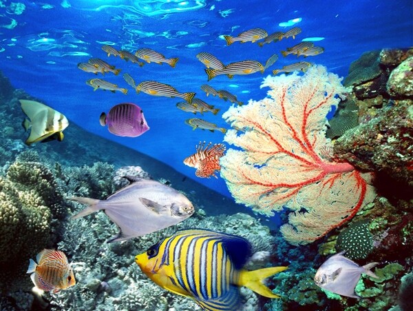 精细PSD分层图鱼海底世界图片