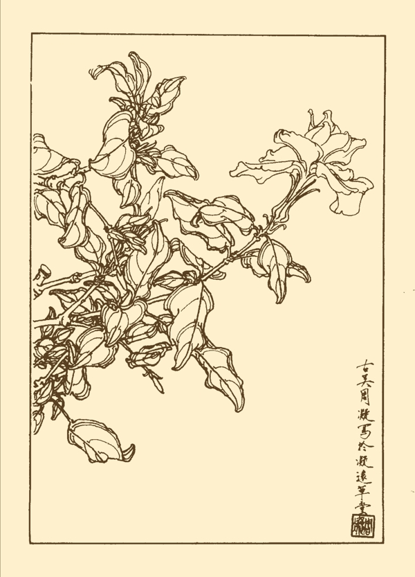 梔子圖片