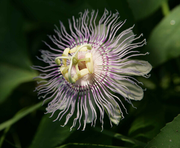 位圖植物寫實花卉花朵野花免費素材