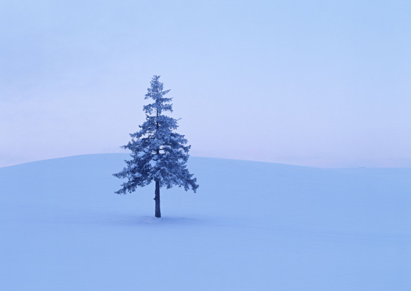 天空下雪地上的一棵树图片