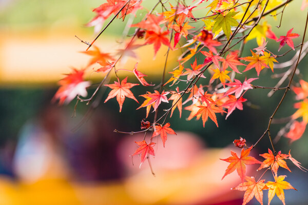 高清秋天枫叶黄色落叶