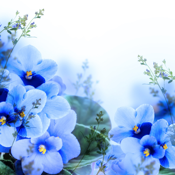 藍(lán)色植物花朵圖片