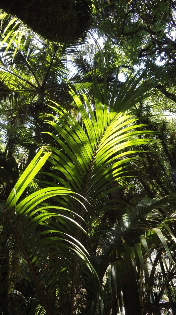 高清热带雨林图片