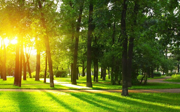 清晨公园树林阳光